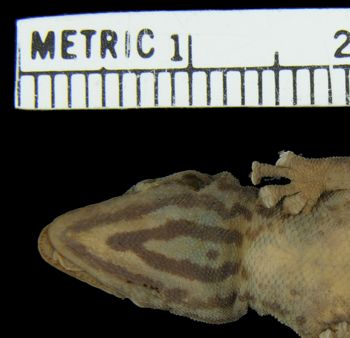 Media type: image;   Herpetology R-45987